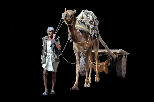 India - Rajasthan - Bikaner - Streetlife - Man With Camel - 1e