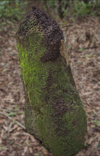 Termite Hill as big as a Man