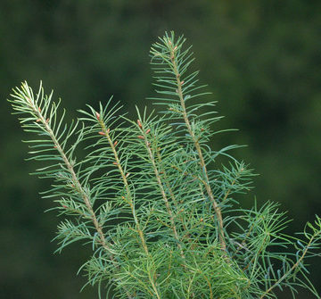 Douglas fir seedlings