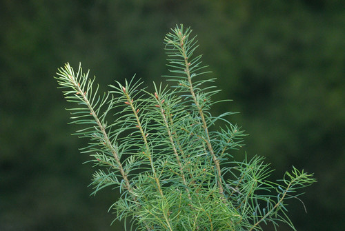 Douglas fir seedlings