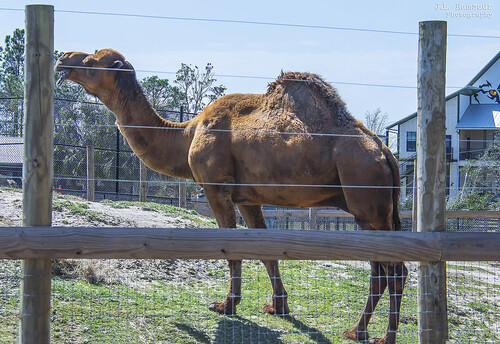 Dromedary Camel - Alabama Gulf Coast Zoo - Gulf Shores, Alabama