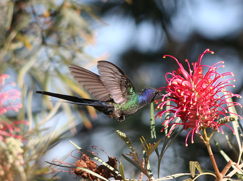 Beija-flor Tesoura (Eupetomena macroura) - Swallow-tailed-Hummingbird 24 09-06-07 075 - 9