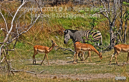 ZEBRA. BOTSWANA. AFRICAN SAFARI.KALAHARI. MOREMI NATIONAL PARK. WILDLIFE. 2011.