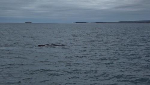 Hump Blacked Whales in the Bay of Húsavík, Northern Iceland - July 2012