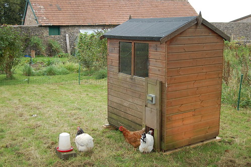 The new chicken shed