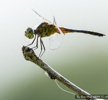 Yellow Dragonfly_DSC2709-1