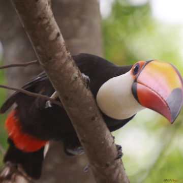 Série com o Tucano-toco ou Tucanuçu (Ramphastos toco) Series with the Toco Toucan - 14-11-2015 - IMG_3586