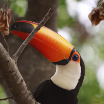 Série com o Tucano-toco ou Tucanuçu (Ramphastos toco) Series with the Toco Toucan - 14-11-2015 - IMG_3594