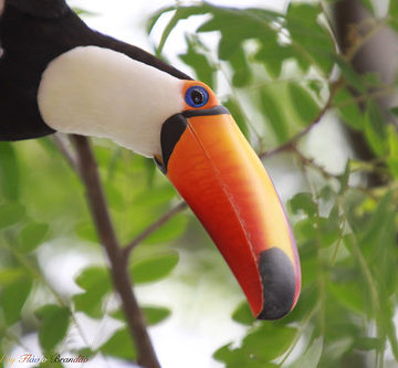 Série com o Tucano-toco ou Tucanuçu (Ramphastos toco) Series with the Toco Toucan - 14-11-2015 - IMG_3568