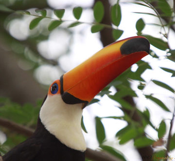 Série com o Tucano-toco ou Tucanuçu (Ramphastos toco) Series with the Toco Toucan - 14-11-2015 - IMG_3580