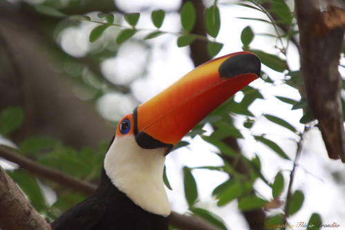 Série com o Tucano-toco ou Tucanuçu (Ramphastos toco) Series with the Toco Toucan - 14-11-2015 - IMG_3580