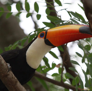 Série com o Tucano-toco ou Tucanuçu (Ramphastos toco) Series with the Toco Toucan - 14-11-2015 - IMG_3578