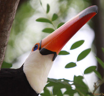 Série com o Tucano-toco ou Tucanuçu (Ramphastos toco) Series with the Toco Toucan - 14-11-2015 - IMG_3569