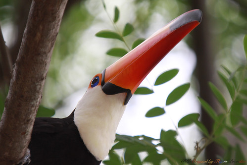 Série com o Tucano-toco ou Tucanuçu (Ramphastos toco) Series with the Toco Toucan - 14-11-2015 - IMG_3569