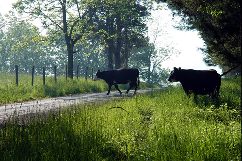 German Valley WV - Cows in the road.