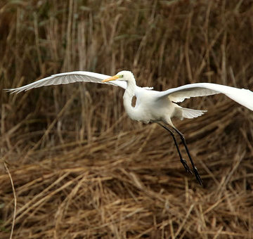 157 of Year 4 - Great White Egret