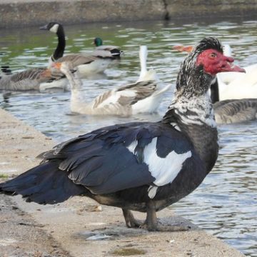 Domestic Muscovy Dick, Chesham, Chiltern Hills, Buckinghamshire, England