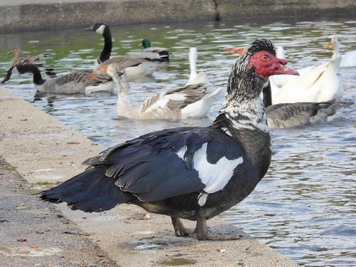 Domestic Muscovy Dick, Chesham, Chiltern Hills, Buckinghamshire, England