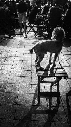 The Street Photographer - 2016 EyeEm Awards Nightphotography Night Lights Light And Shadow Streetphotography Streetphoto_bw Snapshots Of Life Light In The Darkness On The Road Dog Standing Stand Out From The Crowd View From Behind Wooden Chair Legs Lookin