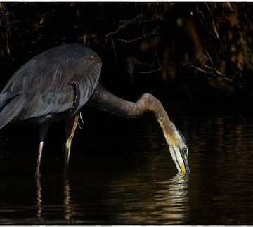 Great Blue in the Mangroves