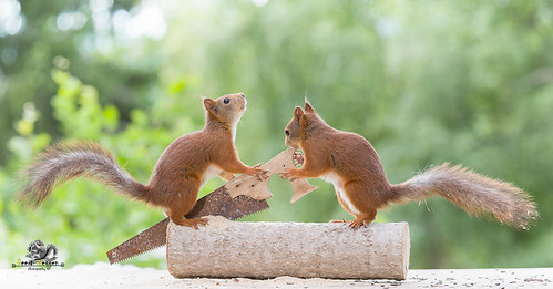 red squirrels are holding a hand saw