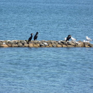 auf dem Isefjord zwischen Roervig und Hundested