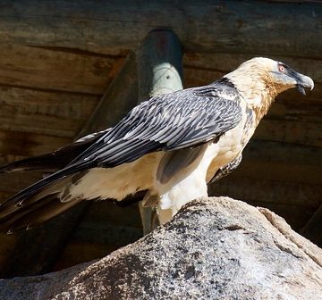 (Gypaetus barbatus) Trencalós o trencaossos al Centre Fauna, Món Natura Pirineus, Les Planes de Son, Pallars Sobirà, Catalunya.