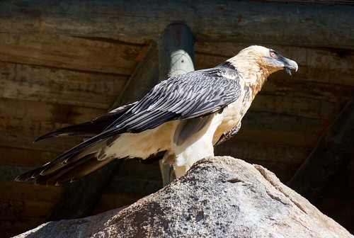 (Gypaetus barbatus) Trencalós o trencaossos al Centre Fauna, Món Natura Pirineus, Les Planes de Son, Pallars Sobirà, Catalunya.