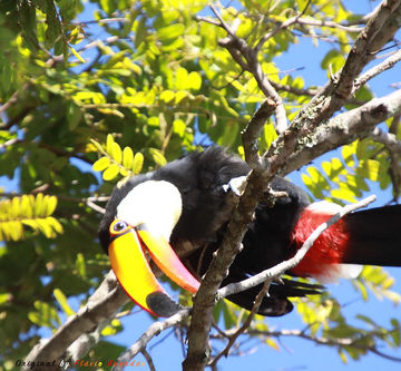 Série com o Tucano-toco ou Tucanuçu (Ramphastos toco) - Series with the Toco Toucan - 16-12-2018 - UNADJUSTEDNONRAW_thumb_b30