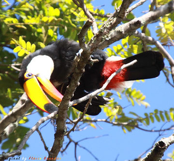 Série com o Tucano-toco ou Tucanuçu (Ramphastos toco) - Series with the Toco Toucan - 16-12-2018 - UNADJUSTEDNONRAW_thumb_b28