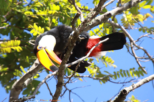 Série com o Tucano-toco ou Tucanuçu (Ramphastos toco) - Series with the Toco Toucan - 16-12-2018 - UNADJUSTEDNONRAW_thumb_b28