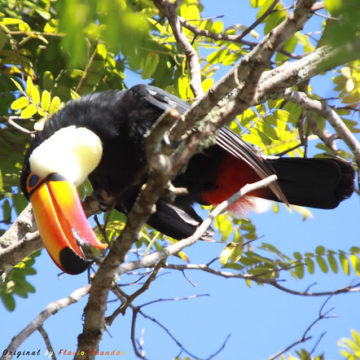 Série com o Tucano-toco ou Tucanuçu (Ramphastos toco) - Series with the Toco Toucan - 16-12-2018 - UNADJUSTEDNONRAW_thumb_b18