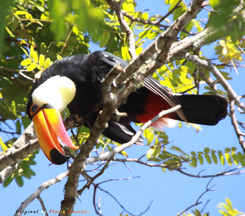 Série com o Tucano-toco ou Tucanuçu (Ramphastos toco) - Series with the Toco Toucan - 16-12-2018 - UNADJUSTEDNONRAW_thumb_b18