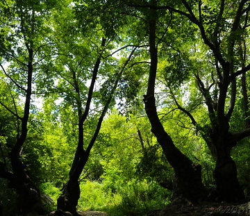 Çınar Ağaçları. Plane Tree