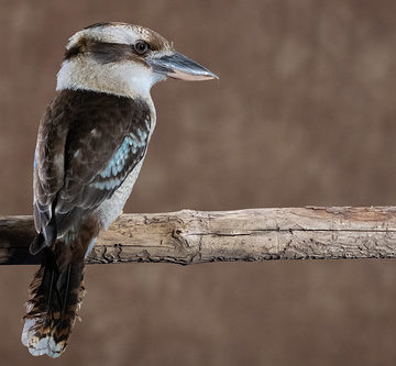 kookaburra