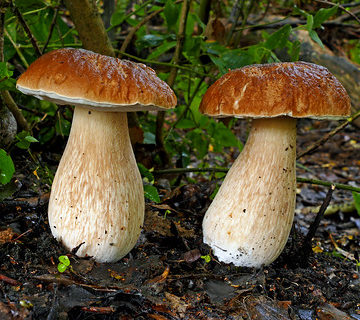 King Bolete (Boletus edulis)