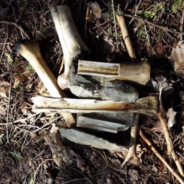 Started working on some bone tools and knives with the red fox kids today.  Pretty excited to see how they turn out.  @earthtracks #redfoxwildernessschool #bonetools