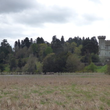 Eastnor Castle - Reed Bed