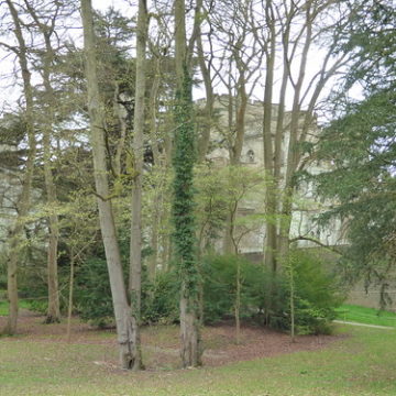 Tall trees in the grounds of Eastnor Castle