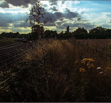 Every Overgrown Path Needs A Shed At The End.