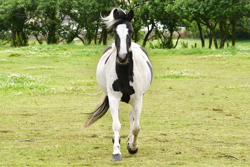 Scottish Highlands Beautiful Mares - Aberdeen Scotland 2017