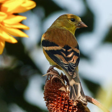 American Goldfinch