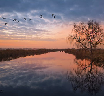 Tree reflection