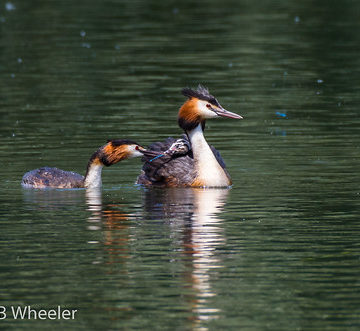 Great Crested Grebe feeding chick Cotswolds