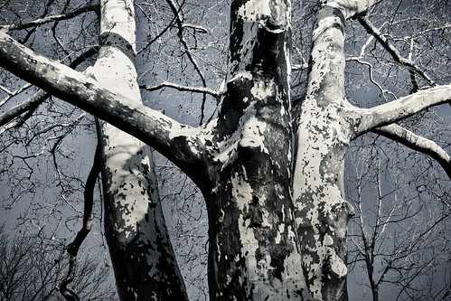 English Plane Tree