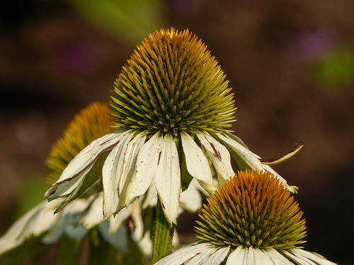 Aging Echinacea