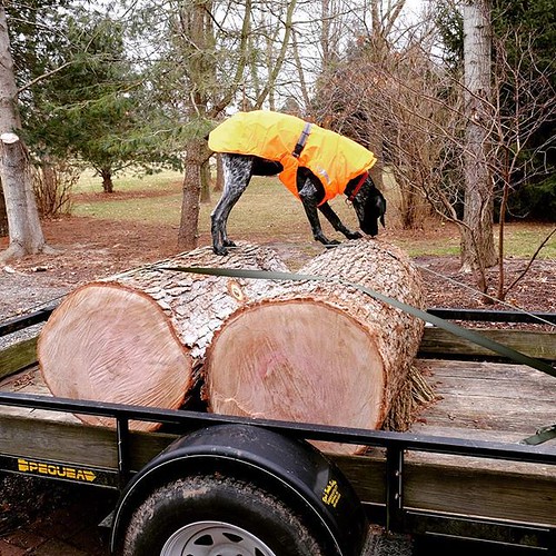 Scored these massive sections of White oak today! They’re from a tree that came down on a nearby farm. Thanks Erik! (Curious GSP shown for scale.) #woodturning #handmade #bowl #rustic #woodcraft #maker #artisan #woodworking #lathe #craftsman #makersmoveme