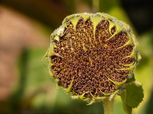 Sunflower detail