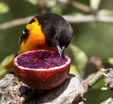 Oriole and a Blood Orange