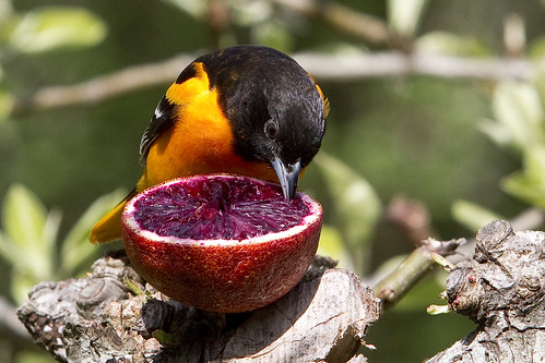 Oriole and a Blood Orange